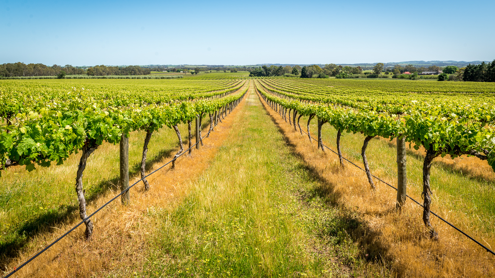 Private Barossa Valley Wine Tour Adelaide