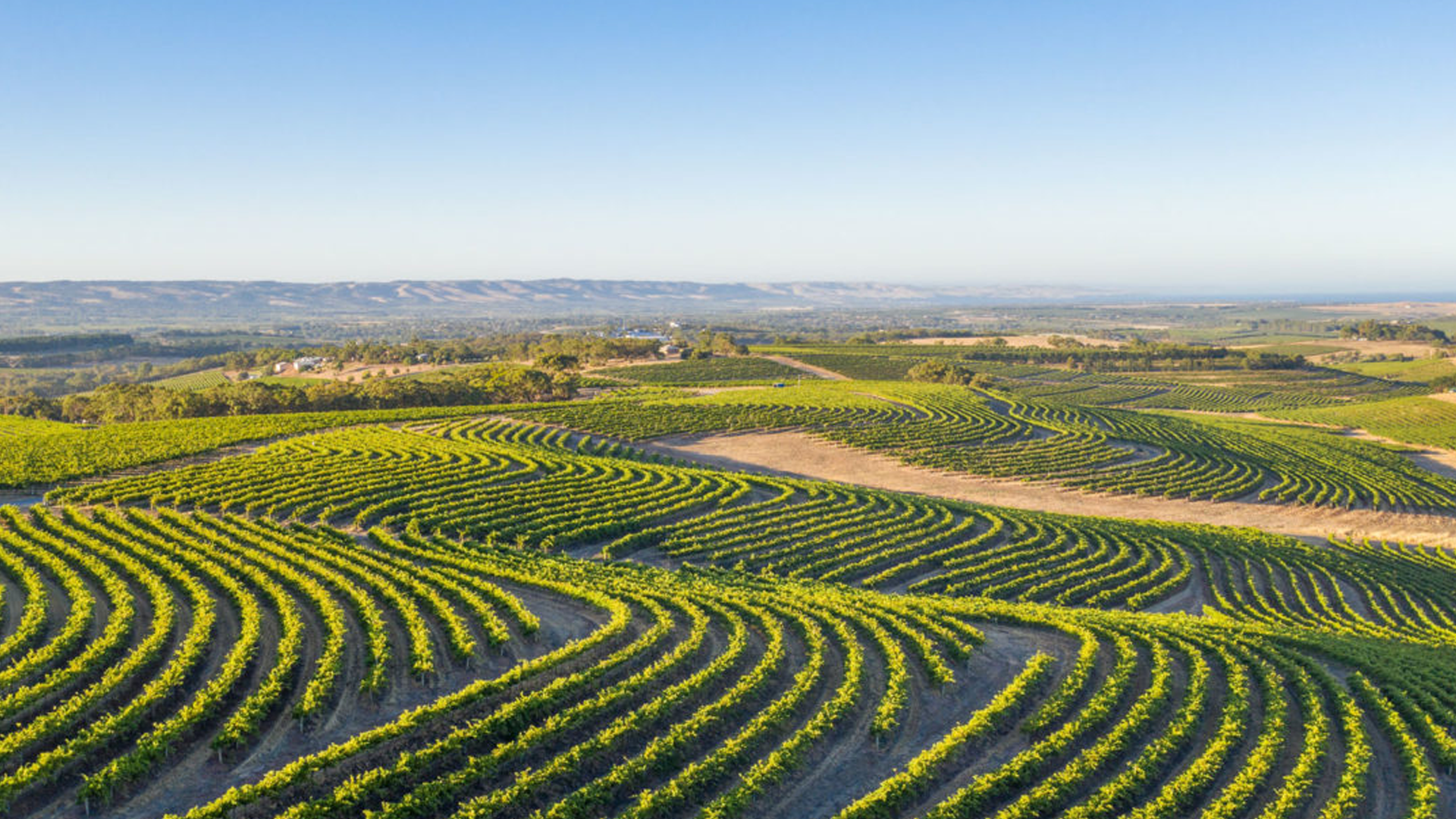 Private McLaren Vale Wine Tour Adelaide