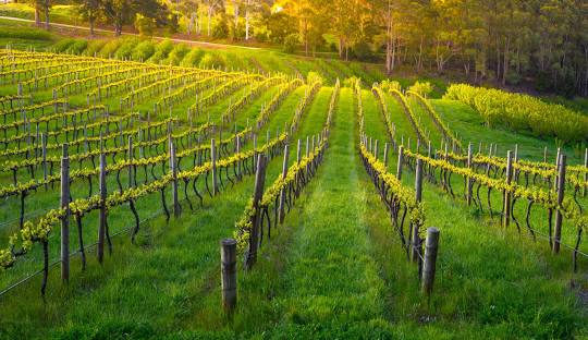 Barossa Valley Wine Region Tour